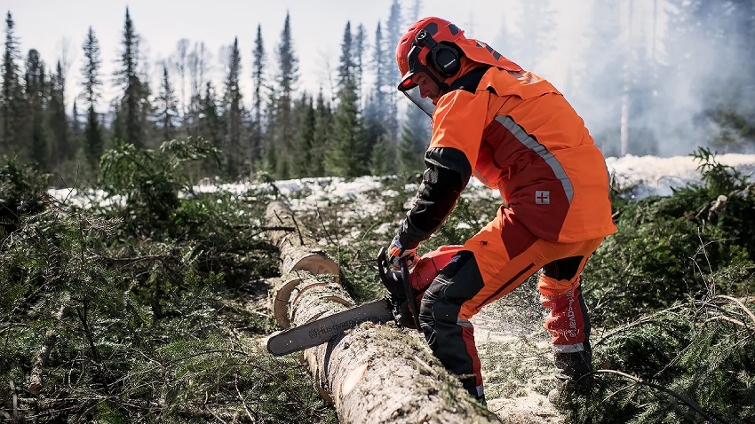 Husqvarna 565 petrol chainsaw with 20 inch bar cutting through a large felled tree in a forestry setting, operator wearing full protective gear