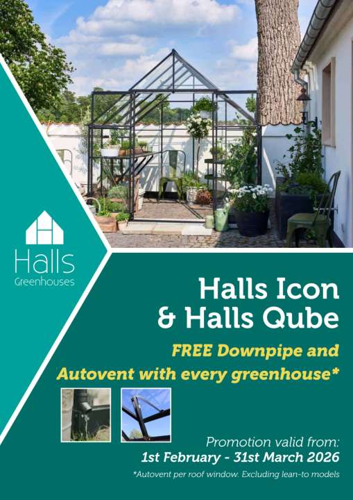 Promotional banner for Halls Greenhouses featuring a black-framed greenhouse in a garden setting. Text reads “Halls Icon & Halls Qube – FREE downpipe and autovent with every greenhouse”. Inset images show a greenhouse downpipe and an automatic roof vent. Promotion valid 1st February–31st March 2026.