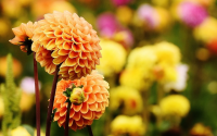 Dahlias in the winter, what to do?