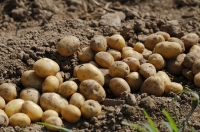 Dare to plant your new potatoes
