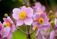 Garden plant of the moment: Anemone