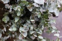 Garden plant of the moment: Eucalyptus