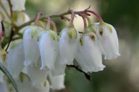 Garden plant of the moment: Pieris japonica