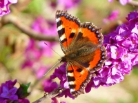 Gardeners may be able to help reverse the decline in butterfly populations