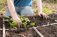 Have a go at square foot gardening