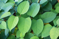 How to get rid of Japanese knotweed