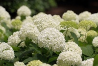 How to grow hydrangeas