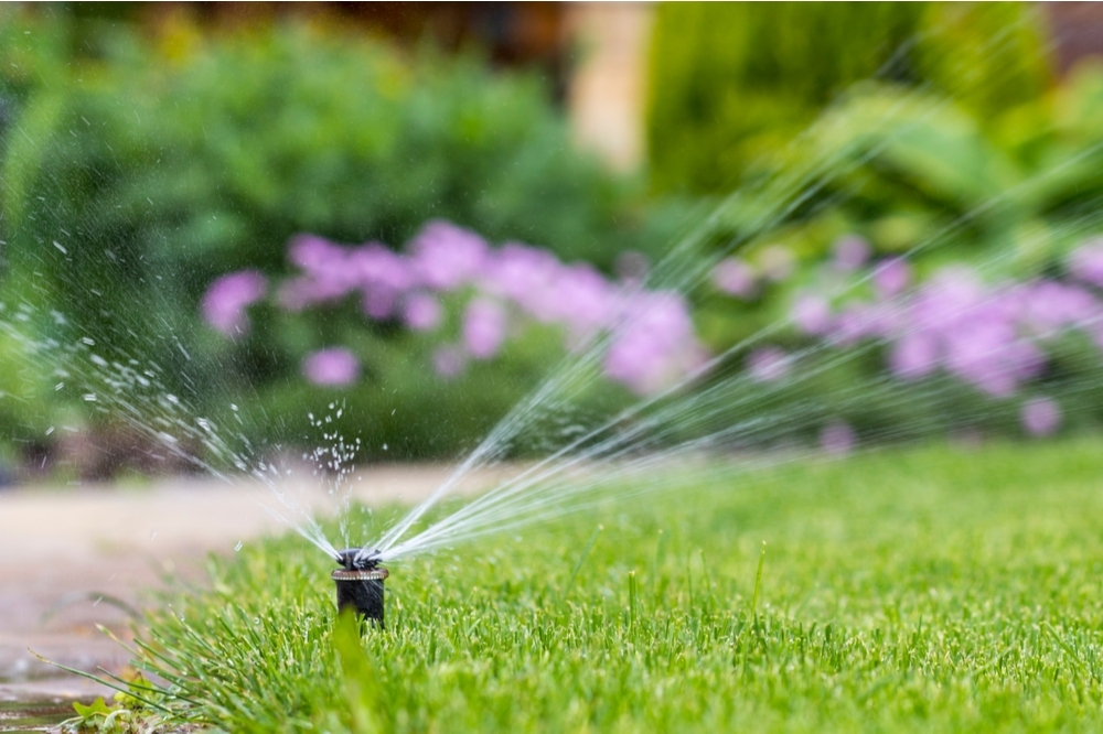 How to water your plants in summer Steam & Moorland Garden Centre