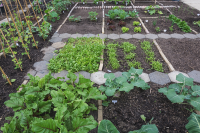It’s not too late to be sowing more veg for your plot