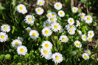 Plant of the Week: Bellis perennis (daisy)
