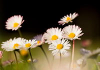 Plant of the week: Bellis Perennis (Daisy)