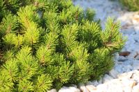 Plant of the Week: Dwarf Conifers