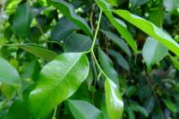 Plant of the Week: Ficus Benjamina