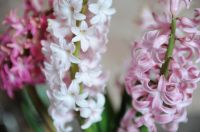 Plant of the Week: Hyacinth