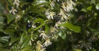 Plant of the Week: Sarcococca