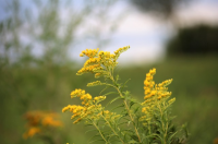 Plant of the Week: Solidago