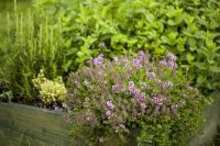 Plant of the Week: Thyme