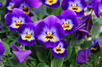 Plant of the Week: Viola