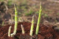 Planting asparagus crowns