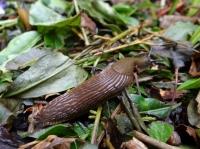 Slug barriers at the ready: Britain’s gardens are in for an invasion this summer