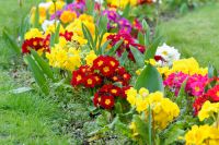 Spring-flowering perennial chores