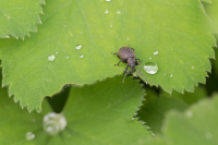 Tackling vine weevils