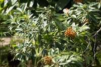Top 5 alternatives to box hedging