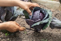 Top 6 Reasons to Start Organic Gardening