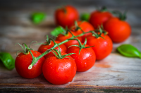 Train your cordon tomatoes