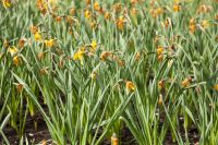 What to do after spring bulbs have flowered