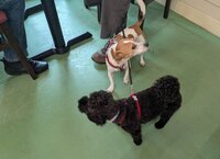 Miley and Molly at Steam and Moorland