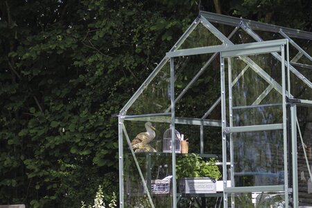 Halls ICON 6 6x8 Greenhouse - mill with 3mm toughened glass - image 1