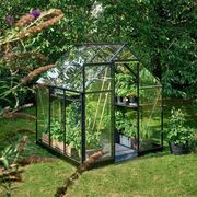 Front angled view of the Halls QUBE 68 6x8 greenhouse in black with toughened glass, featuring a single sliding door, internal shelving, and potted plants surrounded by garden greenery.