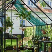 Interior view of the Halls Qube+ 812 black aluminium greenhouse with toughened glass roof and sides, showing internal metal staging, potted plants, hanging baskets, and shaded growing area in a private garden.