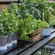 Black Halls Qube Square integral staging holding potted herbs inside a greenhouse, showing leg-free shelving and clear floor access.