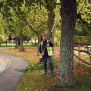 Operator pruning tree with Husqvarna 530iPT5 cordless telescopic pole saw