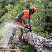Operator using Husqvarna 550XP Mark II 50cc petrol chainsaw with 15 inch bar to cut a felled tree, wearing full protective safety gear in woodland setting