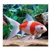 LIVE PETS Goldfish & Other Indoor & Outdoor Collect IN-STORE ONLY - image 2