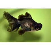 LIVE PETS Goldfish & Other Indoor & Outdoor Collect IN-STORE ONLY - image 3