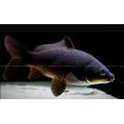 LIVE PETS Goldfish & Other Indoor & Outdoor Collect IN-STORE ONLY - image 4