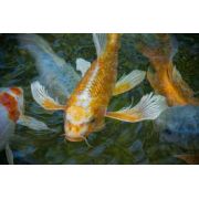 LIVE PETS Goldfish & Other Indoor & Outdoor Collect IN-STORE ONLY - image 8