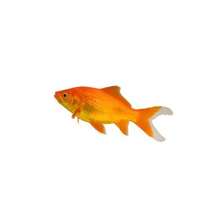 LIVE PETS Goldfish & Other Indoor & Outdoor Collect IN-STORE ONLY - image 1