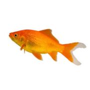 LIVE PETS Goldfish & Other Indoor & Outdoor Collect IN-STORE ONLY - image 8