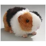 LIVE PETS Guinea Pigs INSTORE COLLECTION ONLY