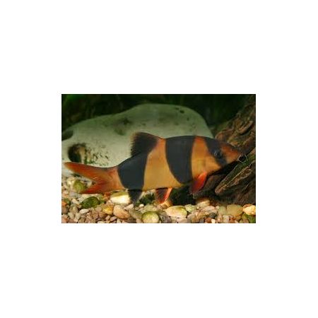 LIVE PETS Large Range of Tropical Fish INSTORE COLLECTION ONLY