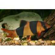 LIVE PETS Large Range of Tropical Fish INSTORE COLLECTION ONLY