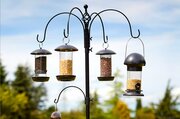 Bird feeders and food not included
